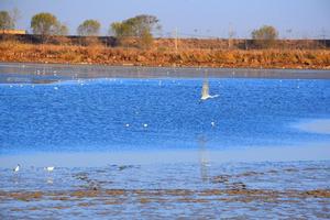 【骊山驴友会】11.12 周日 沿黄公路多彩渔村+万亩芦苇荡