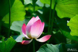 【骊山驴友会】7.9（周日）王莽赏荷花 关中民俗艺术博物院 白鹿仓一日休闲