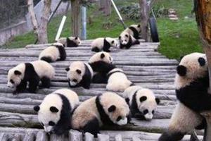 春节初二出发四川5日游啦