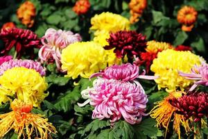 【重阳节】10月14日 鄠邑祖庵菊展 全真祖庭重阳宫 秀水渼陂湖粉黛 1日 游68元