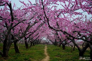 【骊山驴友会】3月30日 桃花朵朵开 土门峪 踏青赏花1日休闲60元