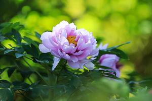 【骊山驴友会】4月12-13日 龙门石窟 白马寺 洛阳牡丹 少林寺 2日游 车费保险住宿280元