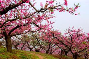 4月3日（周三）鄠邑柳泉桃花节一日游50元