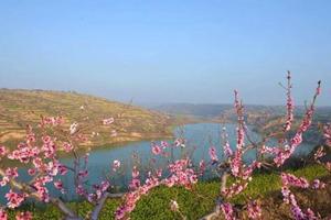 陌上桃花缓缓开 | 观零口桃花簇拥成海，邂逅一场桃花雨，唯美整个春天