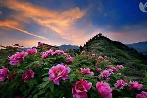 4月18日（周四）：汉唐渼陂湖+中冠牡丹园 一日游 60元