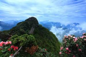 5月11日--12日（周末假期）：走进巴中光雾山 看尽天下杜鹃花 2日游 225元