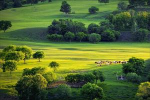 【坝上花开】7月 13草原天路 坝上草原 金山岭长城 8日游