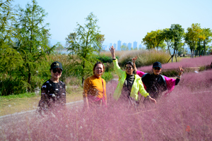 10月20日网红汉江芦苇荡-粉红坝上-桔园采摘休闲行摄一日