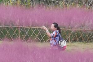 10月19日 泾阳粉黛乱子草 茯茶小镇  周莹故里- 周家大院 1日 55元