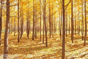 11.13（周三）兴平最美银杏基地，赏百亩菊花，马嵬驿 休闲一日游65元