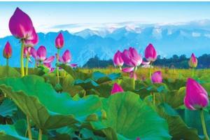 【观荷赏瀑】 7月15日（周三） 百里画廊 千亩荷塘 避暑太白石头城 1日