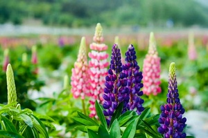 【避暑圣地.秘境太白】7月16日 观七里川鲁冰花海 探秦岭第一峡靑峰峡 1日88元