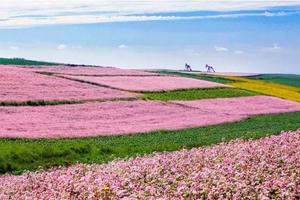 9.6-7定边万亩荞麦花海 可媲美茶卡的五彩盐湖两日游298元