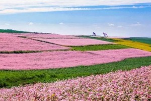 8.22-23定边万亩荞麦花海 可媲美茶卡的五彩盐湖两日游298元