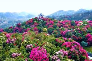 3.27-4.2日:赤水大瀑布+ 百里杜鹃 织金洞 麻辣重庆 酒乡茅台镇 遵义 丙安古镇 四渡赤水 7日游  790元 