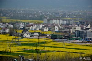 4月6日汉中油菜花 朱鹮梨园 金沙湖一日游90元