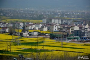 4月1日汉中油菜花 朱鹮梨园 金沙湖一日游90元