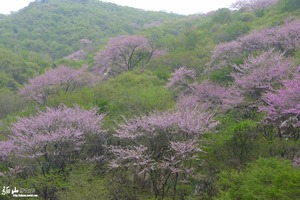 4月13日（周三）：浪漫紫荆花 彩虹太平峪 户外一日游 50元 