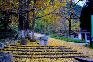 11.9-10 醉美云屏三峡千年银杏古村落 两天休闲298元