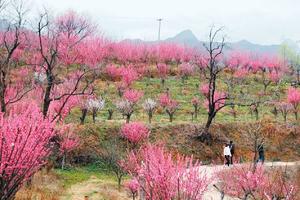 3月4日 秦岭四宝 + 灯光璀璨 烟火巷子 +龙阳沟千亩梅园 1日游 78元