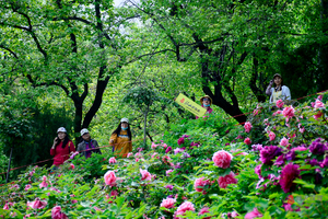 4.9阿姑泉牡丹园+秦镇米皮+渼陂湖一日休闲游78元