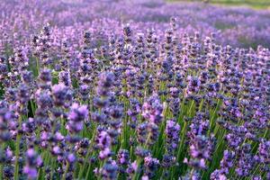 【五月特惠】5月25日 （周三）第二期漫步薰衣草花海 安吴青训营 龙泉山庄 三原地坑院 1日游59元