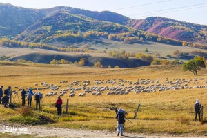 【每年经典】 9月22-30日金秋坝上草原+应县木塔+云岗石窟+恒山悬空寺+避暑山庄+金山岭长城 唯美线路9日游