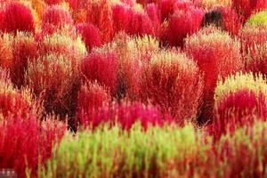 9.29（周四）关中平原稻花香，汉城网红地肤草一日游 60元