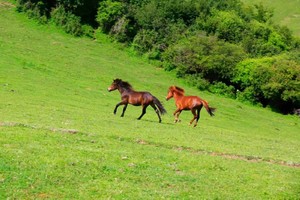 8月16-17日【第六期】张川小甘南草原花海，徜徉云崖圣境+户外礼物休闲两日游298元