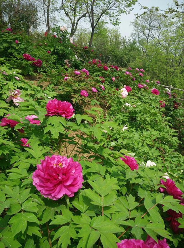 在西安 | 情人节后,带她寻花问柳才不辜负这个春天!