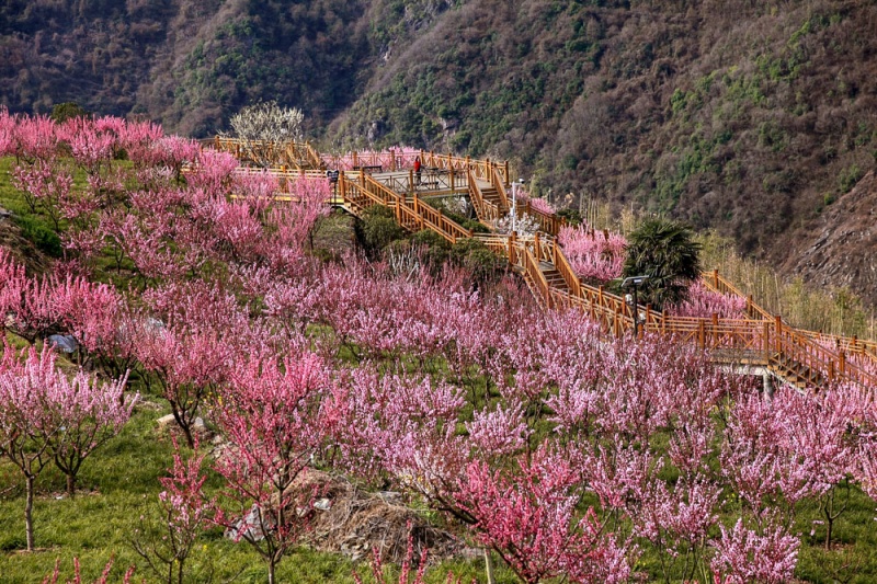 子午梅园 (2)