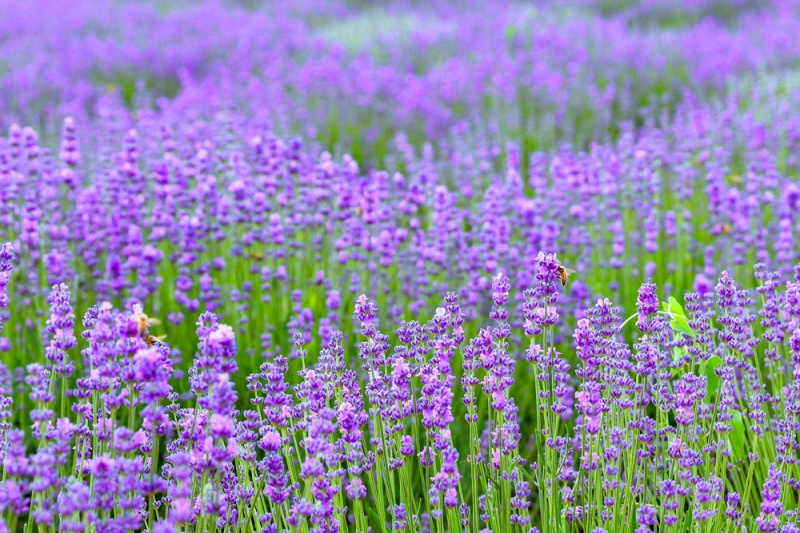 三原薰衣草