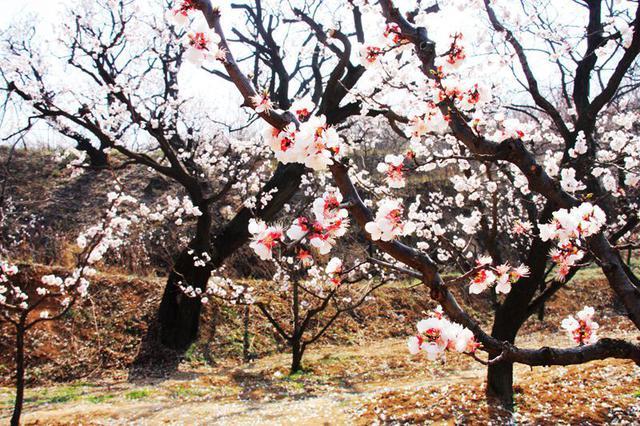 在西安 | 情人节后,带她寻花问柳才不辜负这个春天!