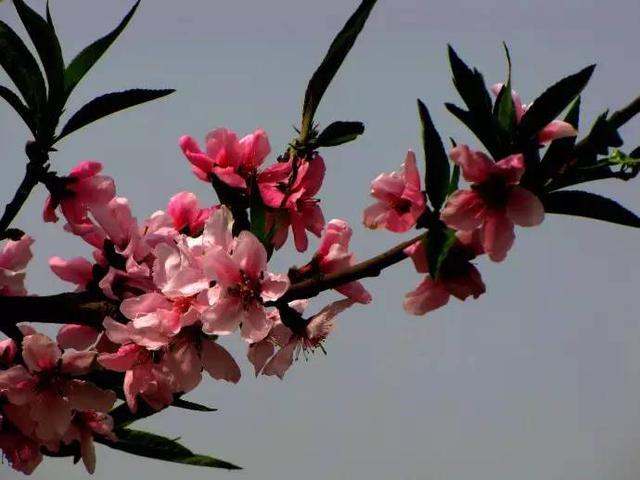 在西安 | 情人节后,带她寻花问柳才不辜负这个春天!