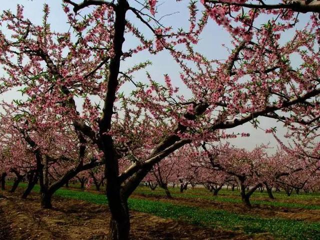 在西安 | 情人节后,带她寻花问柳才不辜负这个春天!