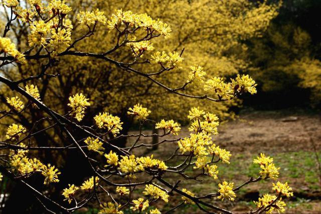 在西安 | 情人节后,带她寻花问柳才不辜负这个春天!