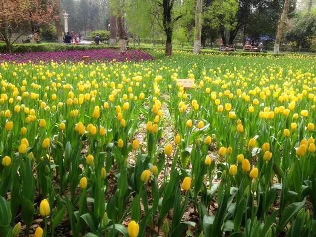 在西安 | 情人节后,带她寻花问柳才不辜负这个春天!