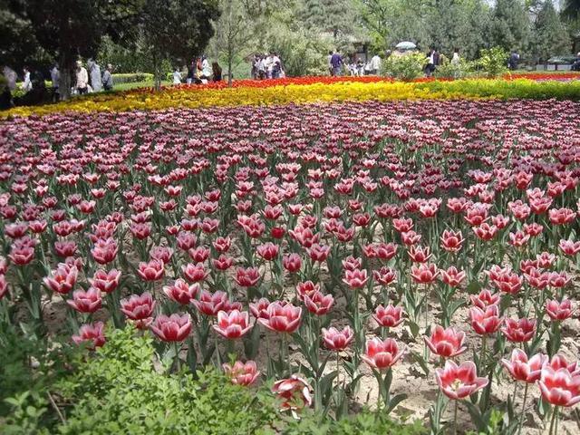 在西安 | 情人节后,带她寻花问柳才不辜负这个春天!