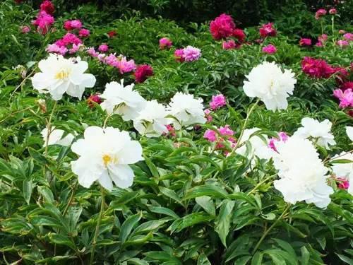 在西安 | 情人节后,带她寻花问柳才不辜负这个春天!