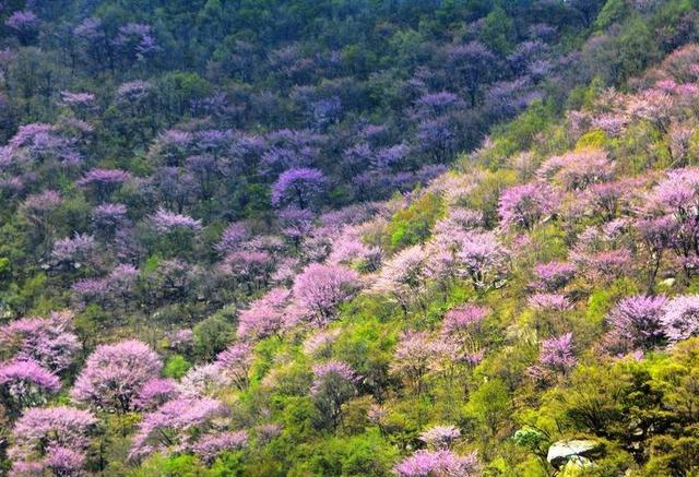 在西安 | 情人节后,带她寻花问柳才不辜负这个春天!