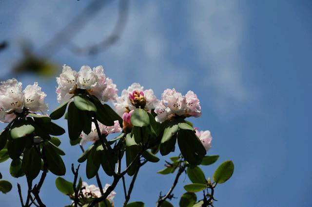 在西安 | 情人节后,带她寻花问柳才不辜负这个春天!