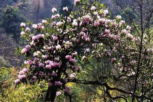 在西安 | 情人节后,带她寻花问柳才不辜负这个春天!