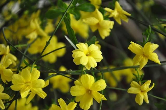 再过一个月，这里将成为西安最美的地方。。。