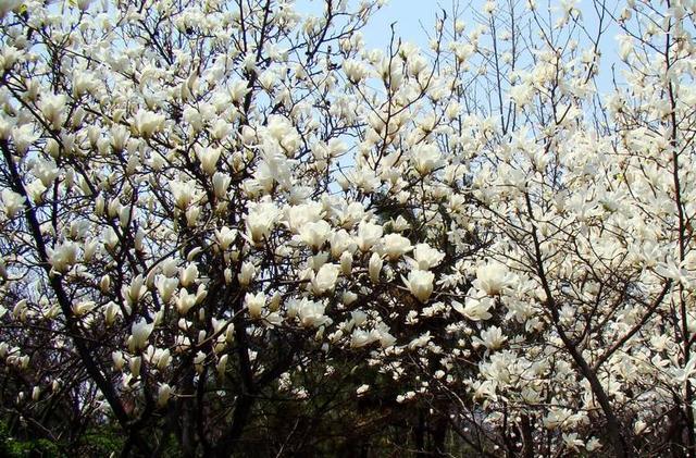 再过一个月，这里将成为西安最美的地方。。。