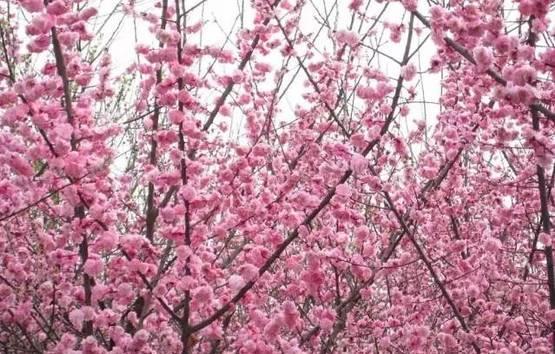 再过一个月，这里将成为西安最美的地方。。。