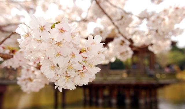 再过一个月，这里将成为西安最美的地方。。。