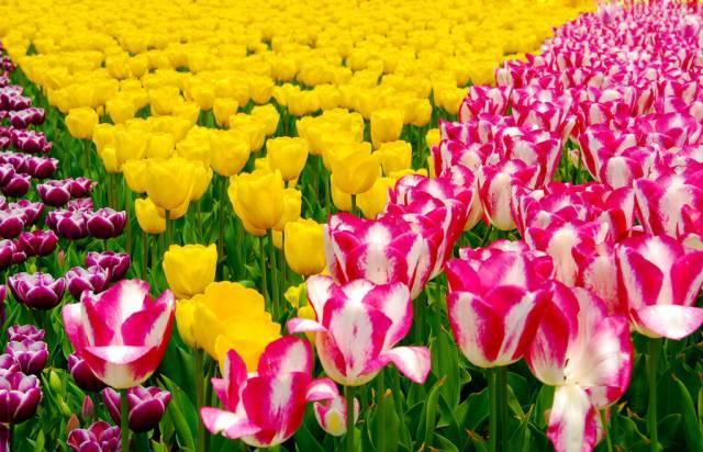 再过一个月，这里将成为西安最美的地方。。。