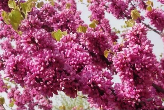 再过一个月，这里将成为西安最美的地方。。。