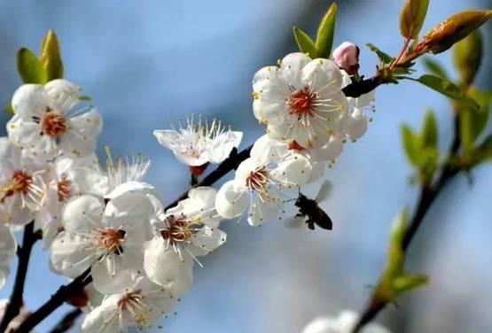 再过一个月，这里将成为西安最美的地方。。。