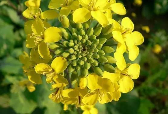 再过一个月，这里将成为西安最美的地方。。。